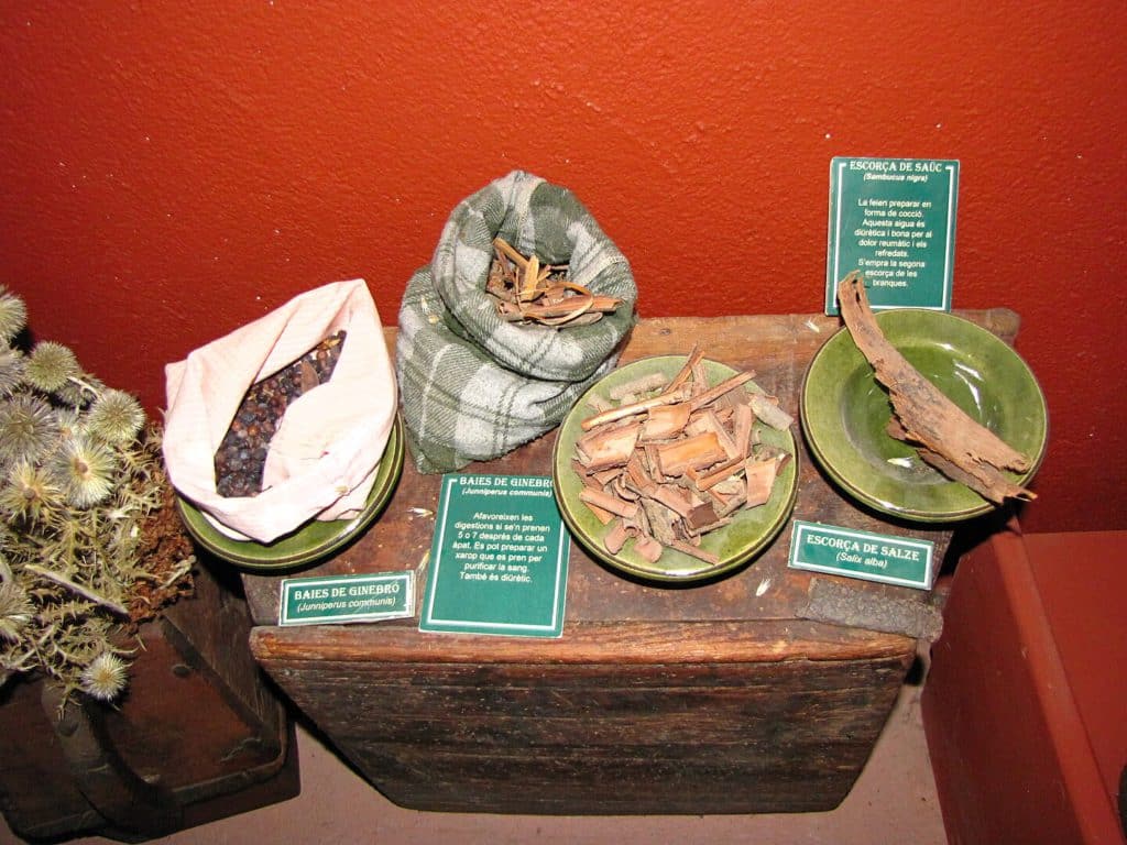 Muestra de plantas medicinales expuestas en el Museu de les Trementinaires