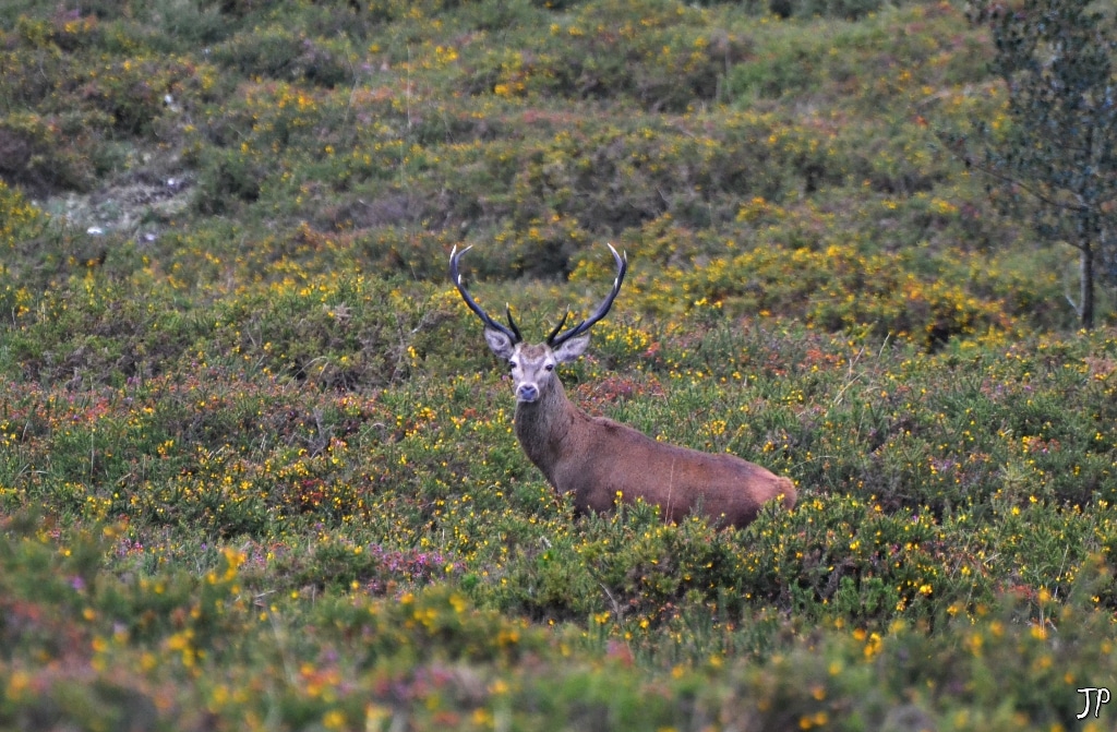 Autovisitas a la Berrea del venado en la Sierra de Peñamayor