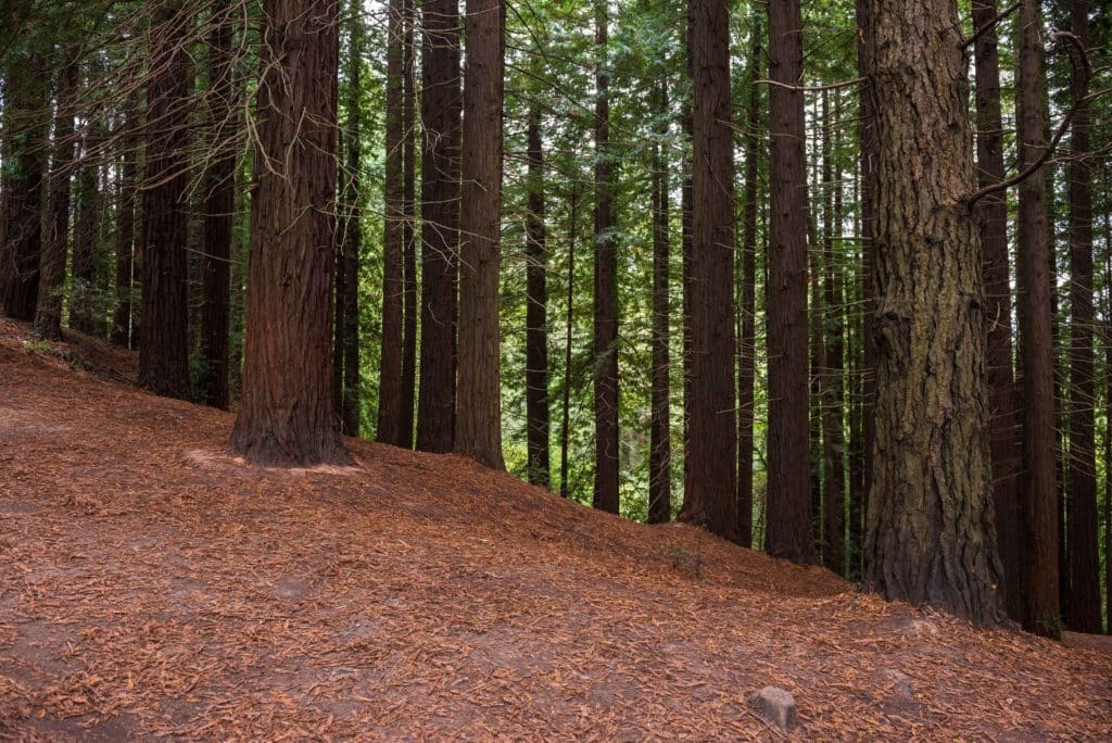 Bosque de Secuoyas de Cabezon de la Sal, en Cantabria. Por Noradoa