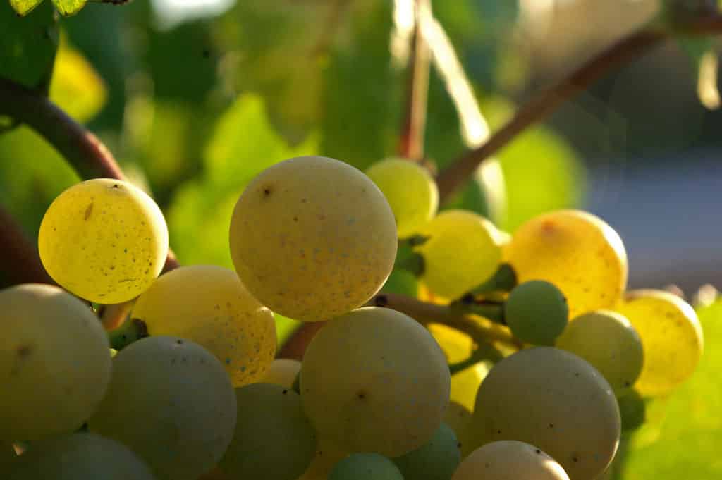 Uva en el Penedès