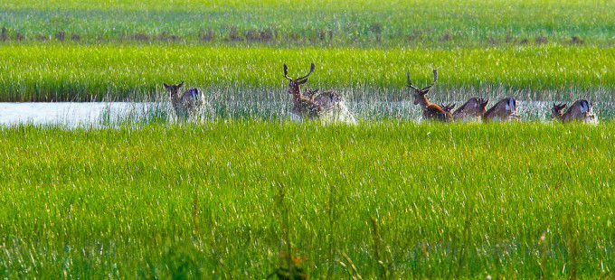 Parque Nacional de DoÃ±ana