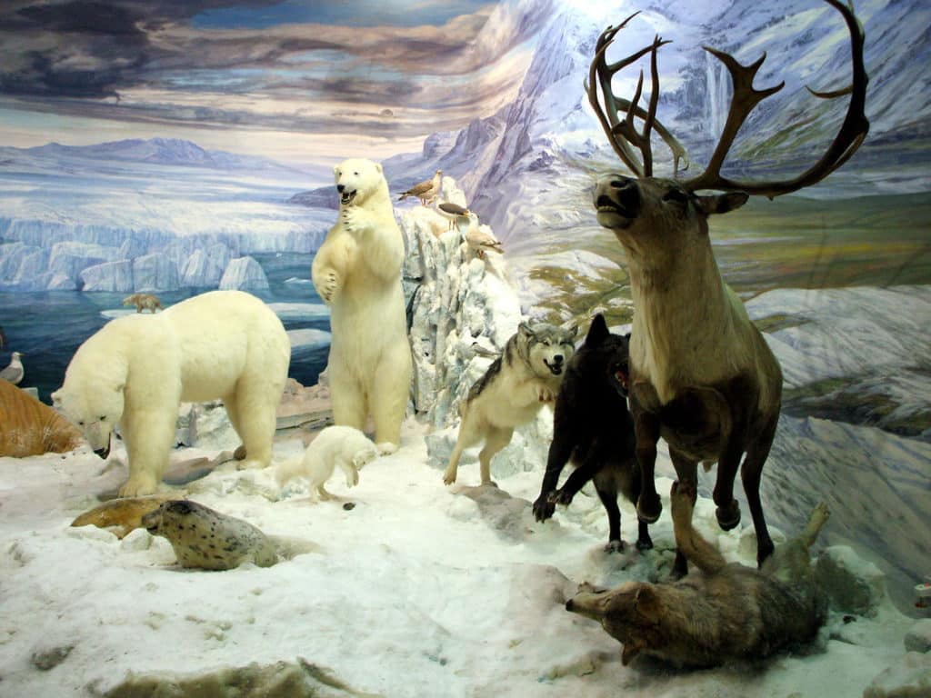 Museo de la Fauna Salvaje