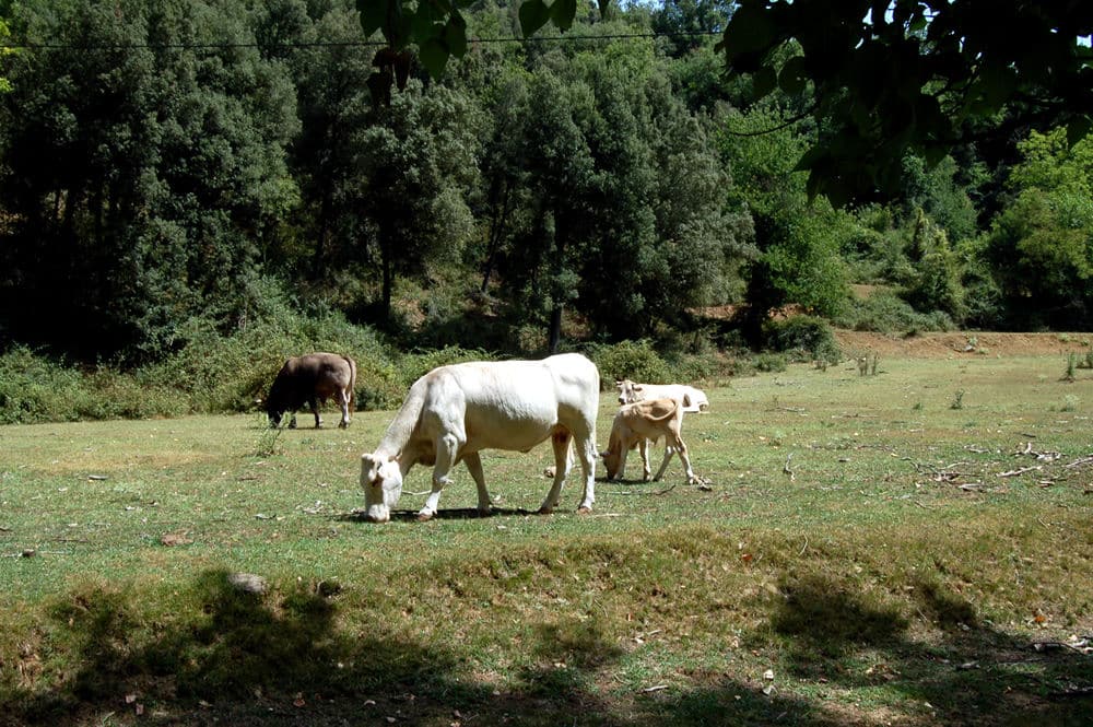 Ruta del Carrilet