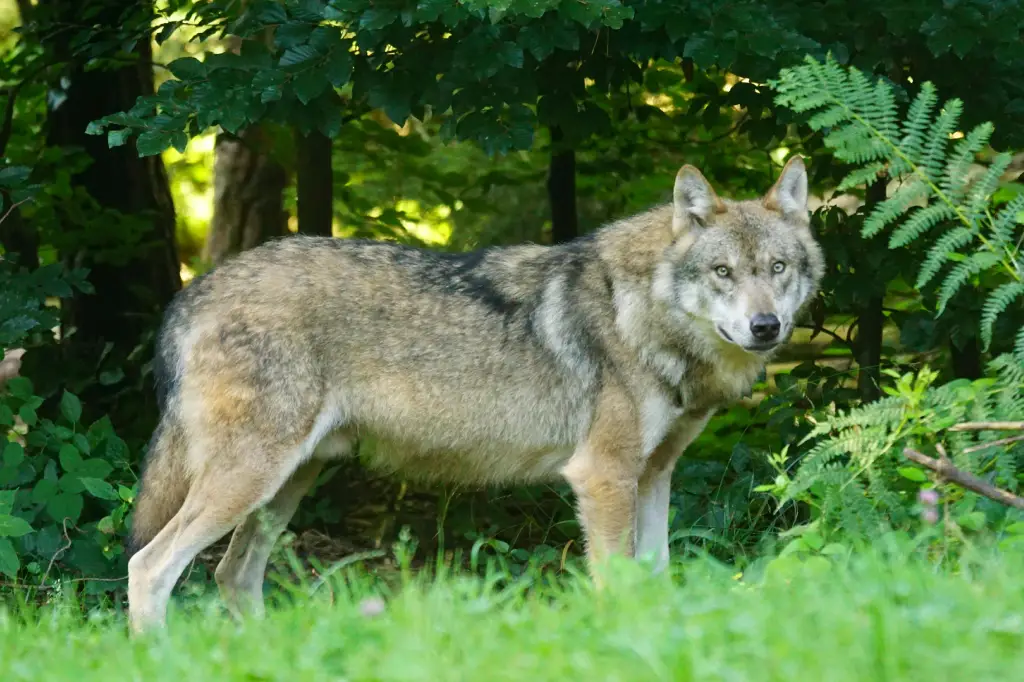 Lobo marrón