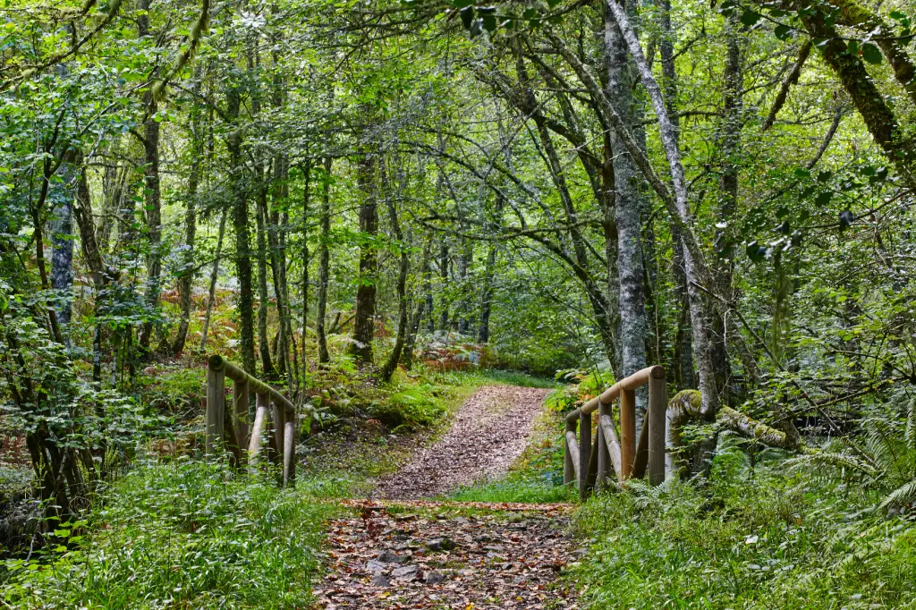 Bosque de Muniellos (Asturias)