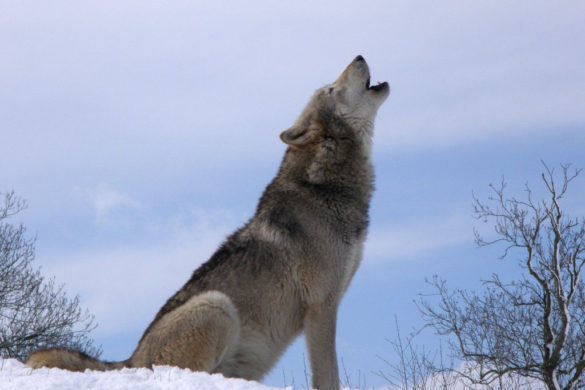 ¿Dónde podemos ver lobos en España?