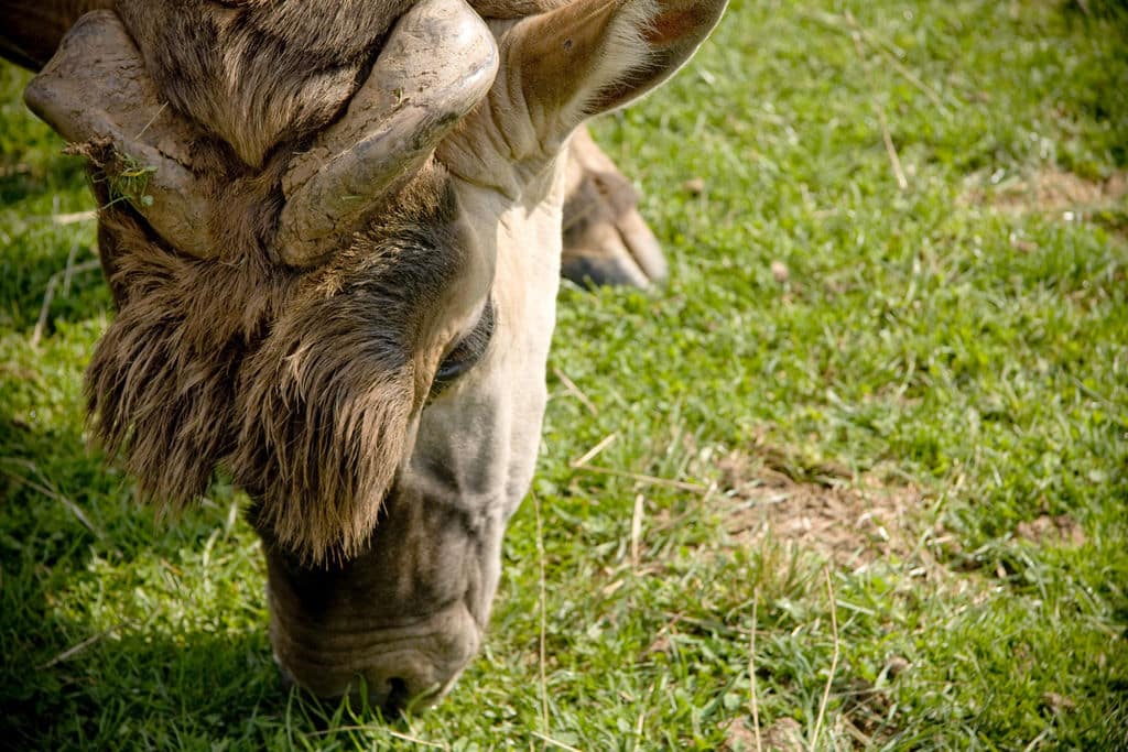 Cabárceno