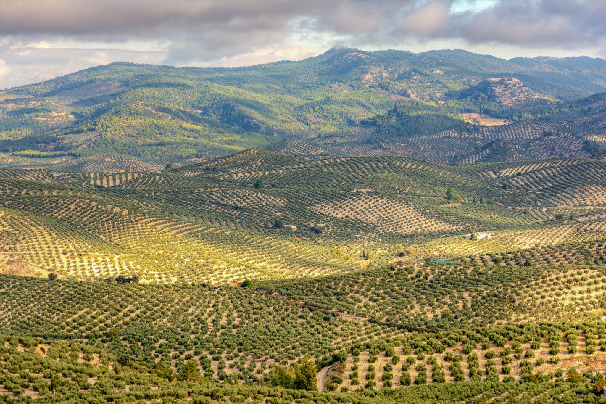 Un extenso campo de olivos en La Iruela, en la Sierra de Cazorla (Jaén). Por luisfpizarro