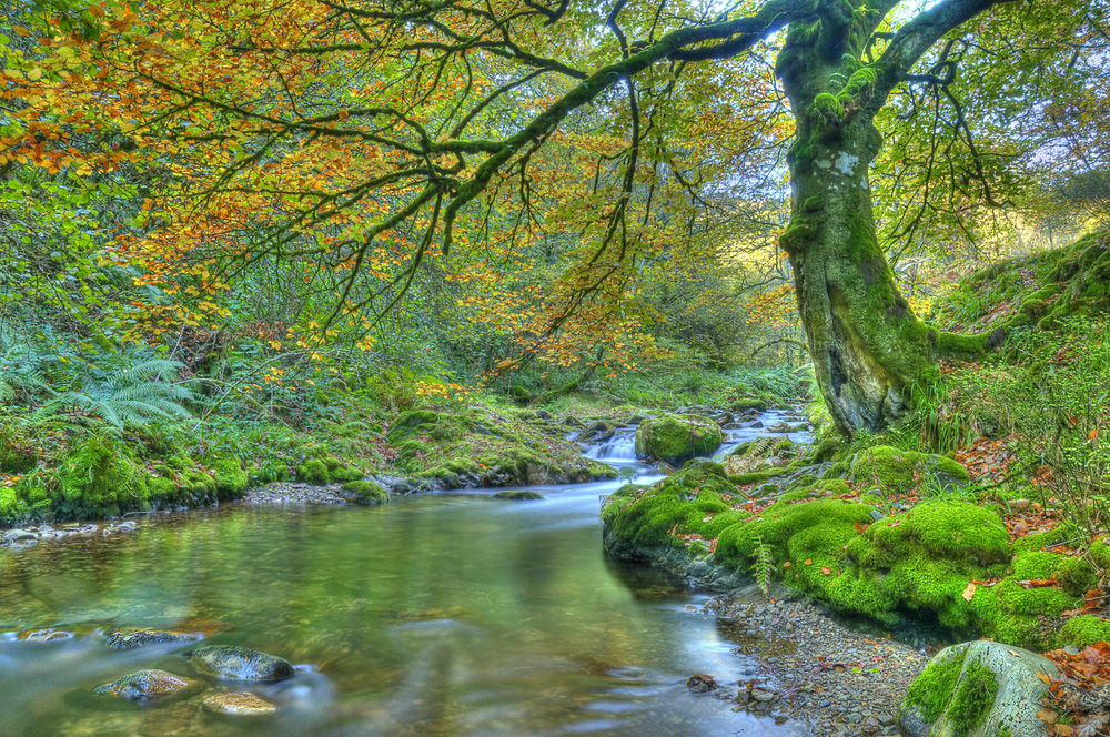 Muniellos El bosque asturiano con cita previa