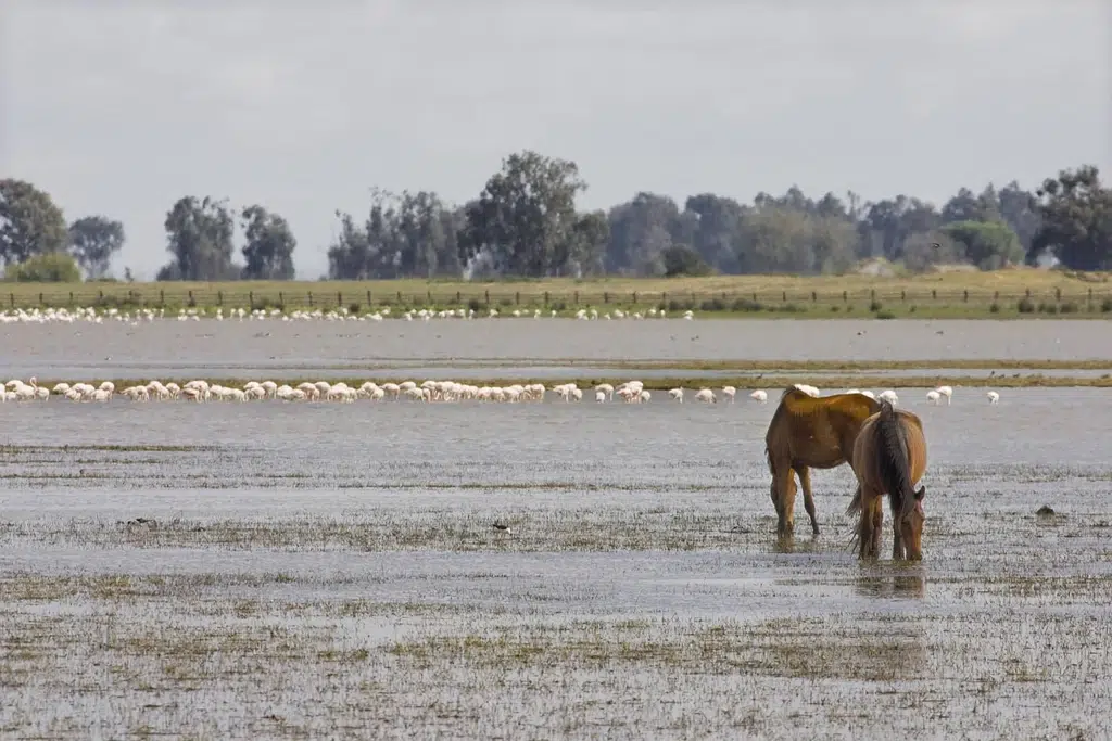 Humedal en el Parque Nacional de Doñana (Andalucía). Por anacarol