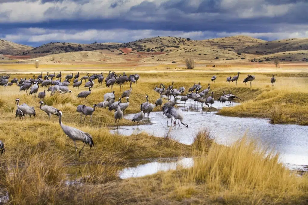 Laguna de Gallocanta (Aragón). Por Txanbelin