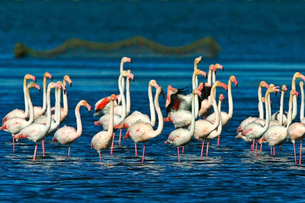 Flamencos en el Delta del Ebro. Fuente: Terres de l'Ebre