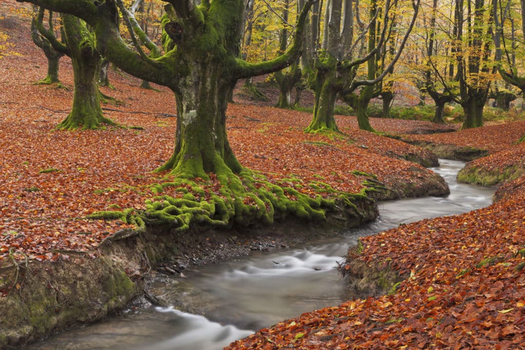 Bosques. Hayedo de Otzarreta en el Gorbeia