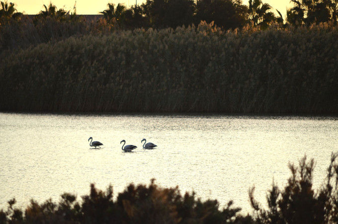 Fuente: ##http://commons.wikimedia.org/wiki/File:Salinas_15.jpg##Vanesamunuera##