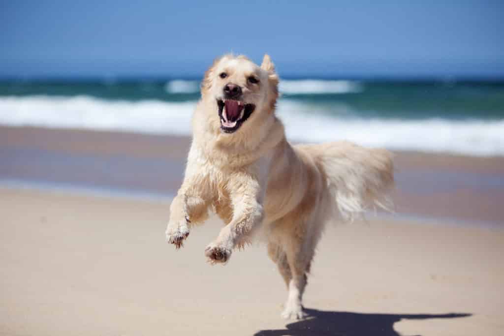 Perros en la playa