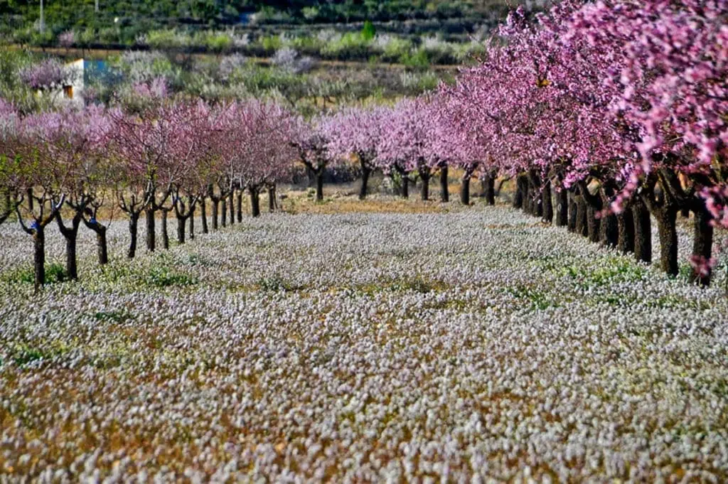 Por floraciondecieza.com