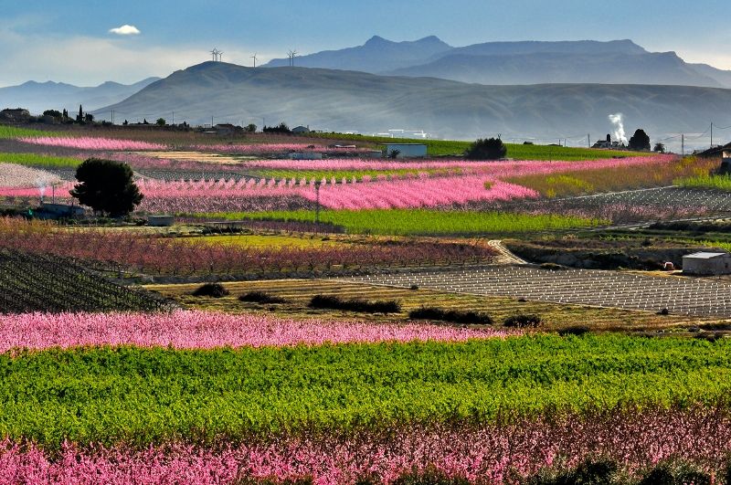 Floración de cieza