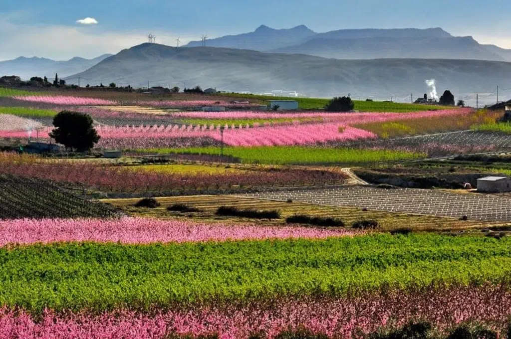 Por floraciondecieza.com