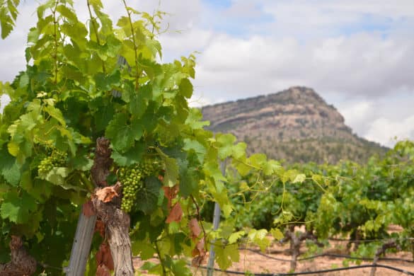 Rutas del vino en la Región de Murcia: Bullas, Yecla y Jumilla