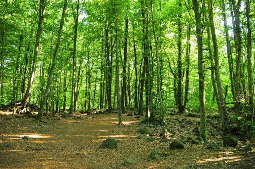 Fageda d'Enjordà