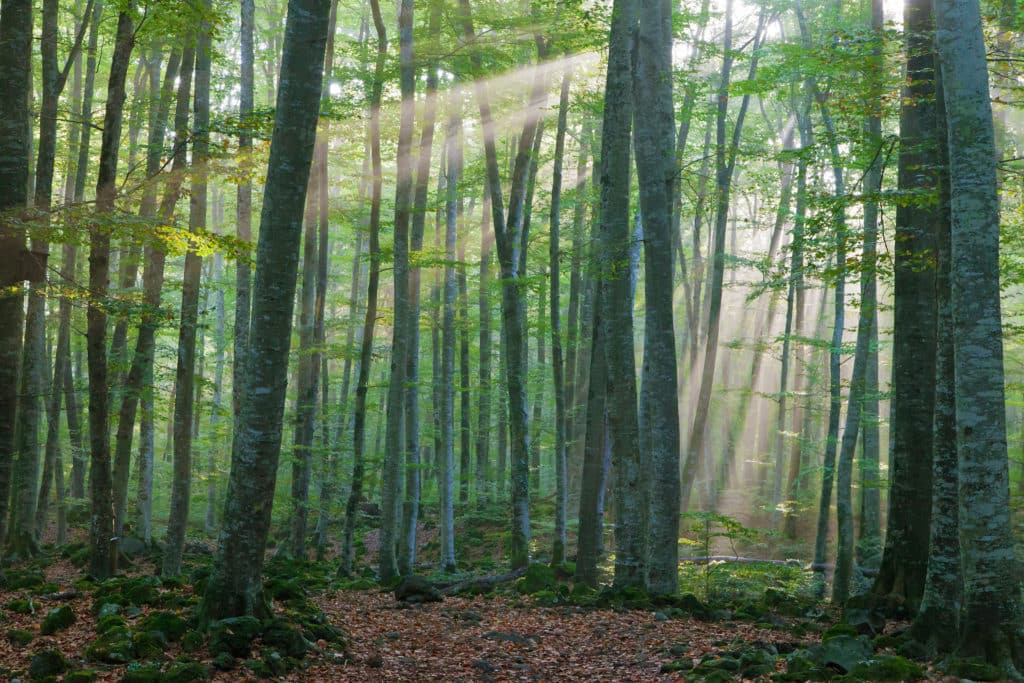 Fageda d'En jordà