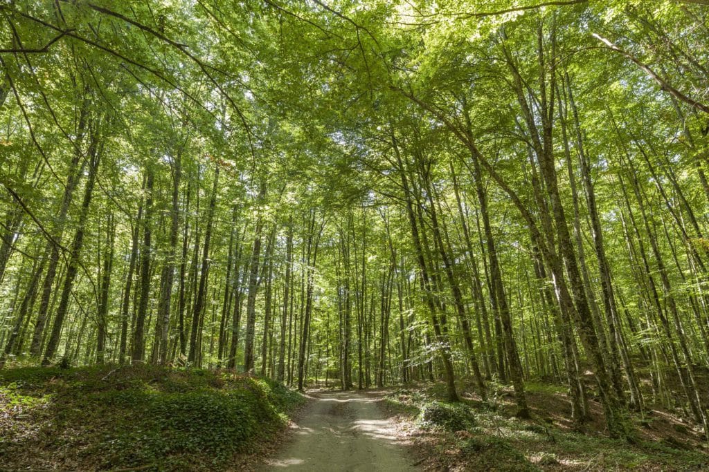 Fageda d'En Jordà