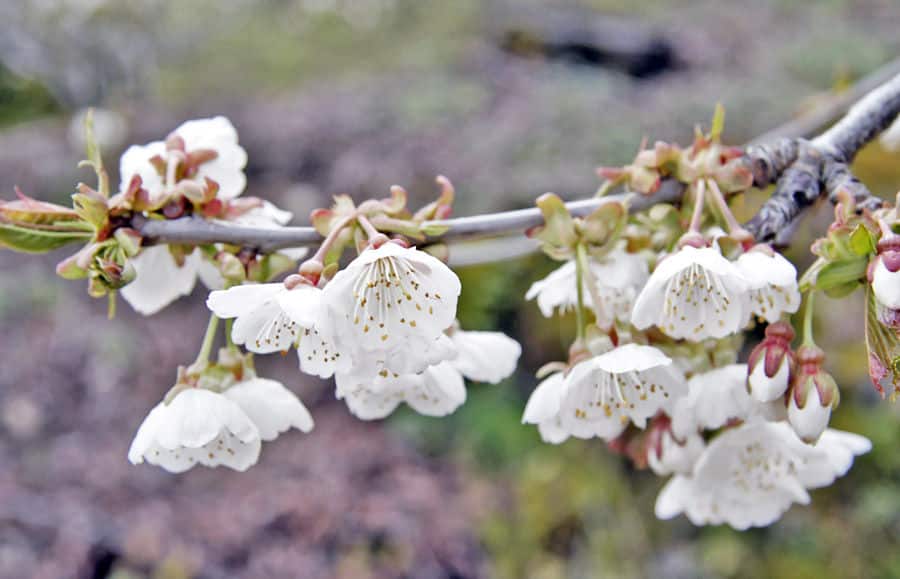 Cerezo en flor: el Valle del Jerte empieza a florecer