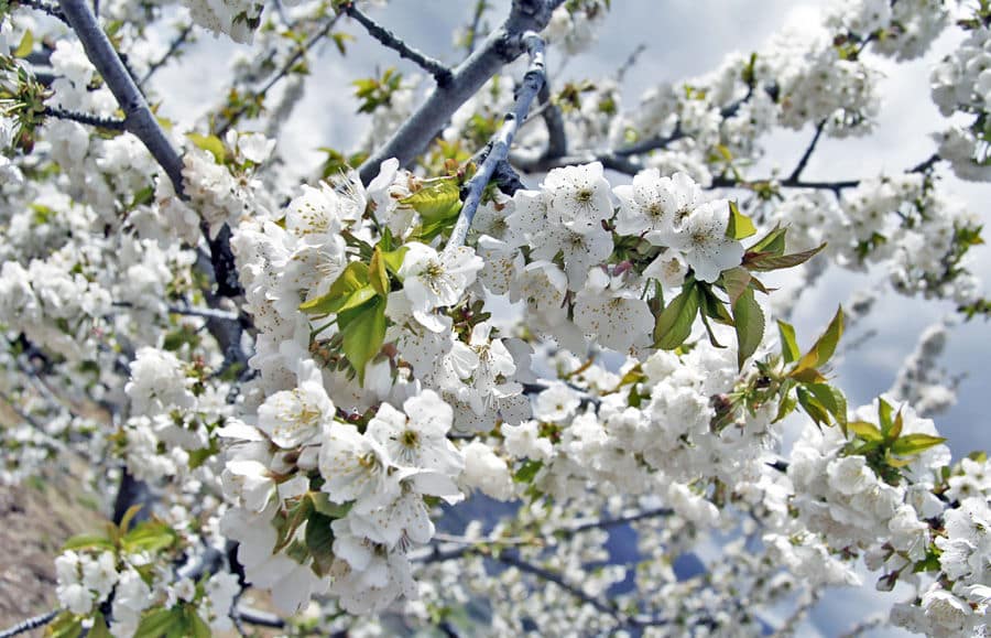 El Valle del Jerte y los cerezos en flor