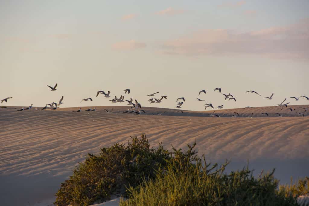 Corralejo