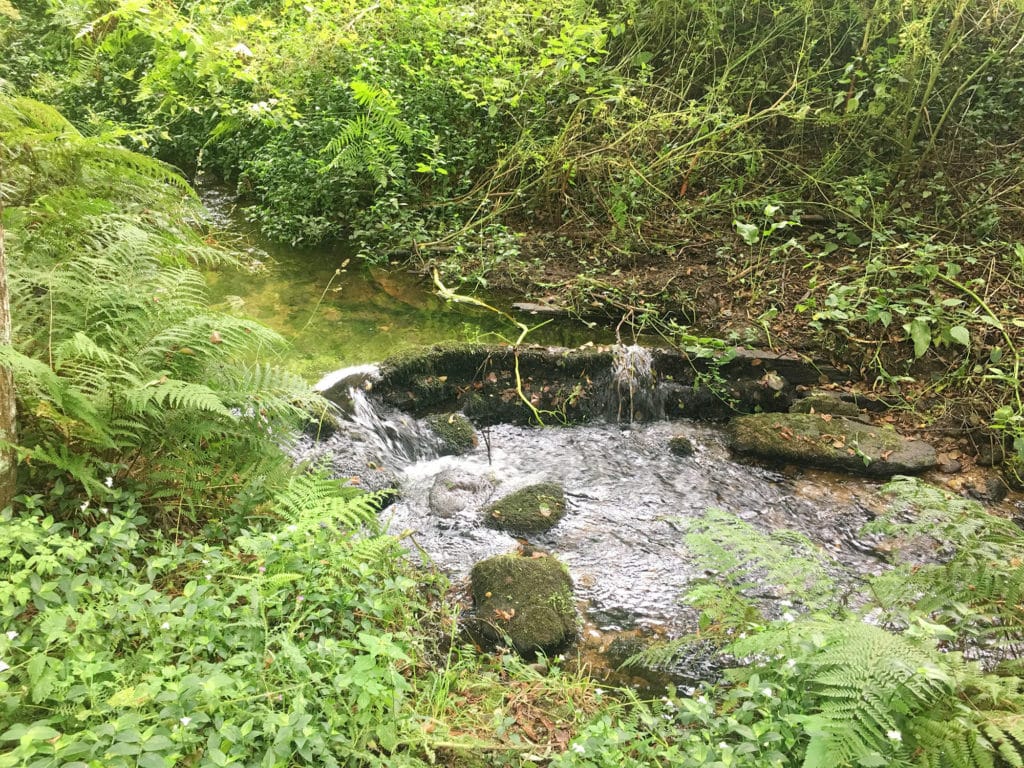 Bosque encantado de Aldán, Galicia