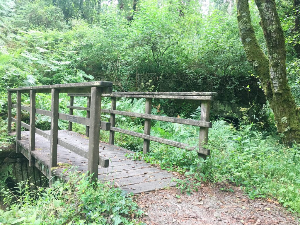 Bosque encantado de Galicia