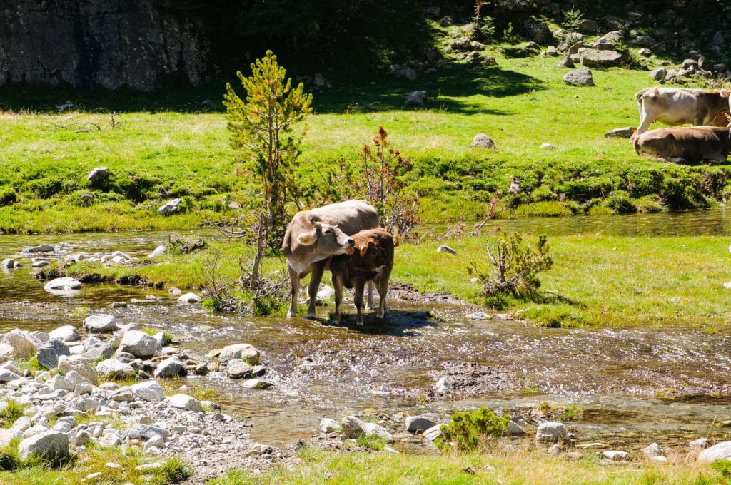 Aigüestortes