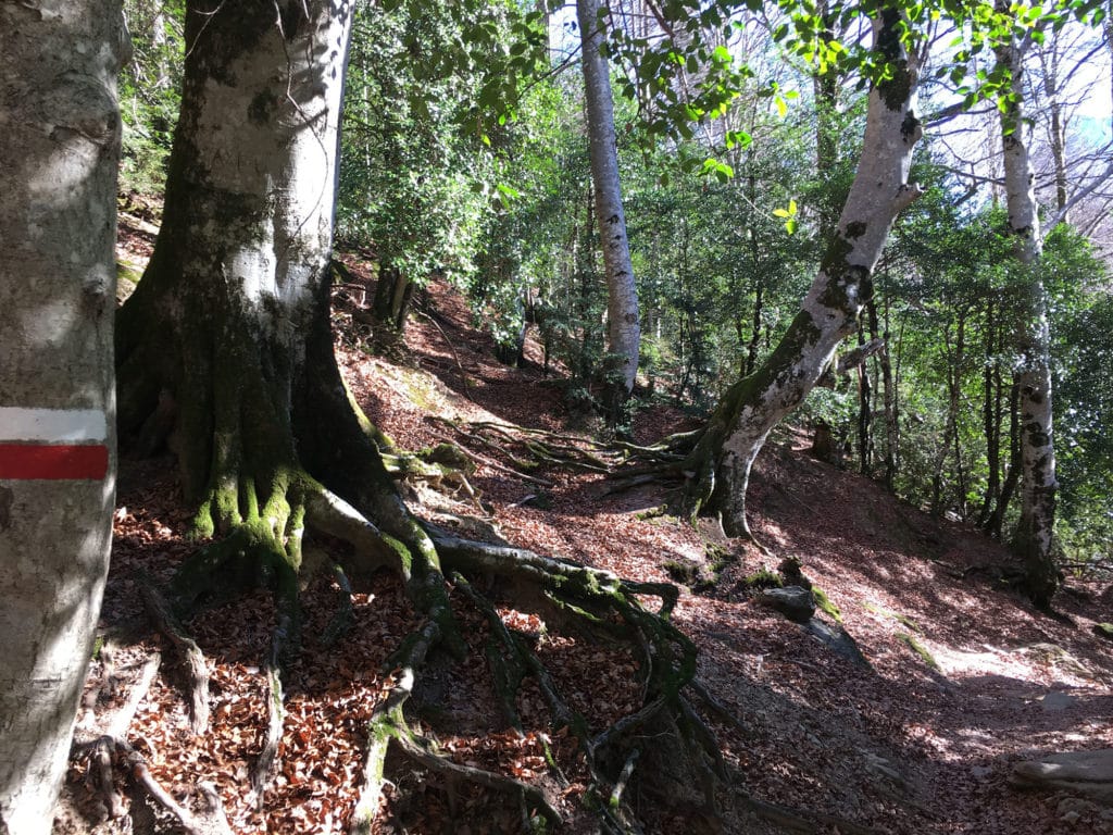 Senderismo Valle de Pineta