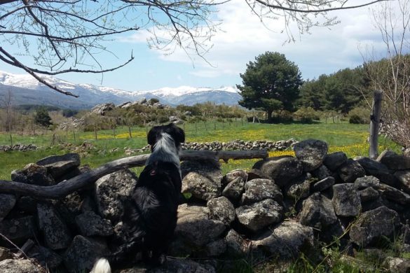 Razones de una perrita para ir a una casa rural