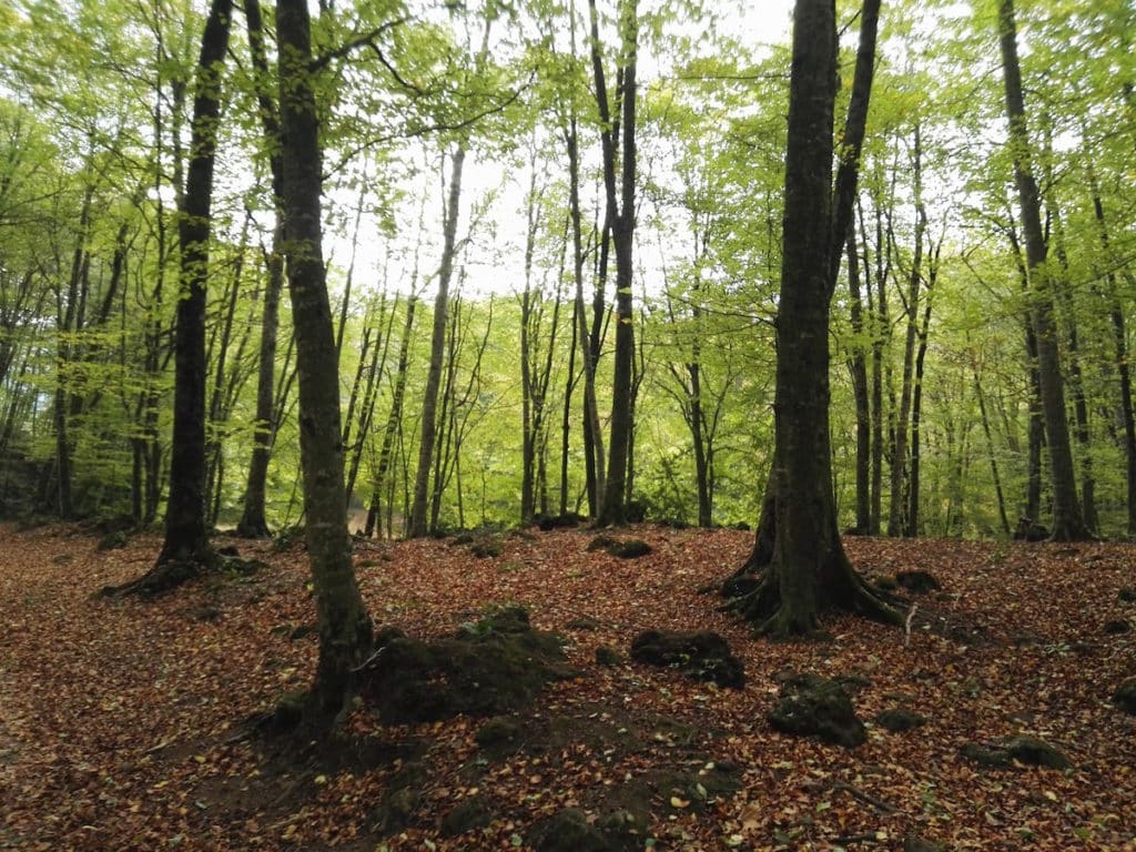 Fageda d'en Jordà