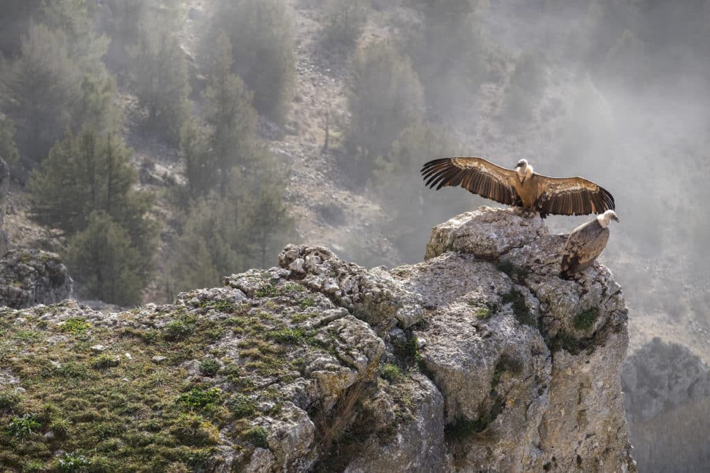 Cañón del Río Lobos