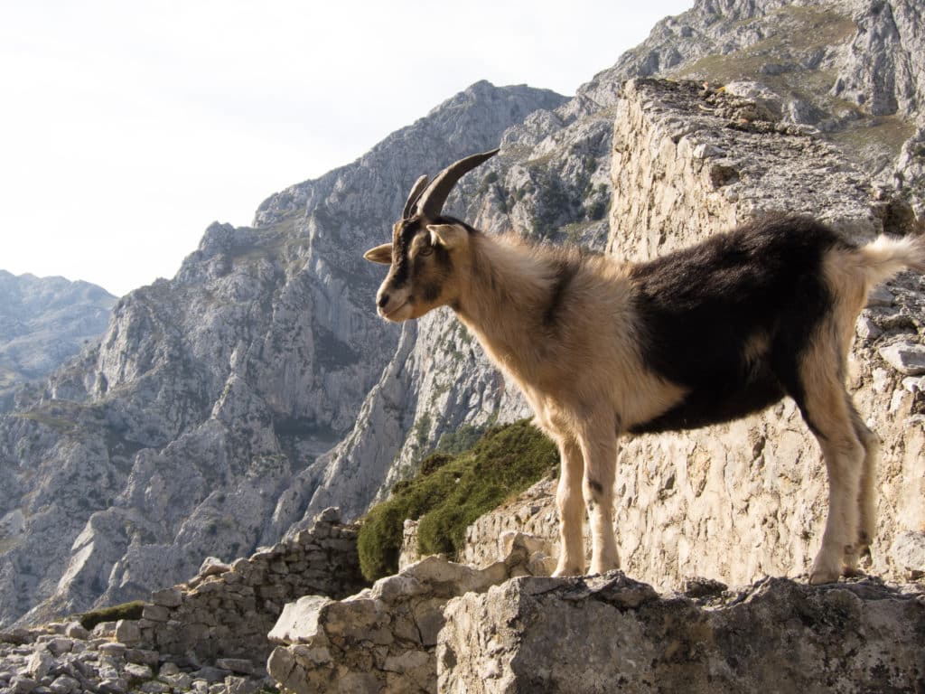 cabras en España