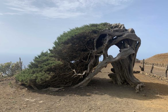 El Sabinar de El Hierro, esculturas vegetales moldeadas por los vientos alisios canarios