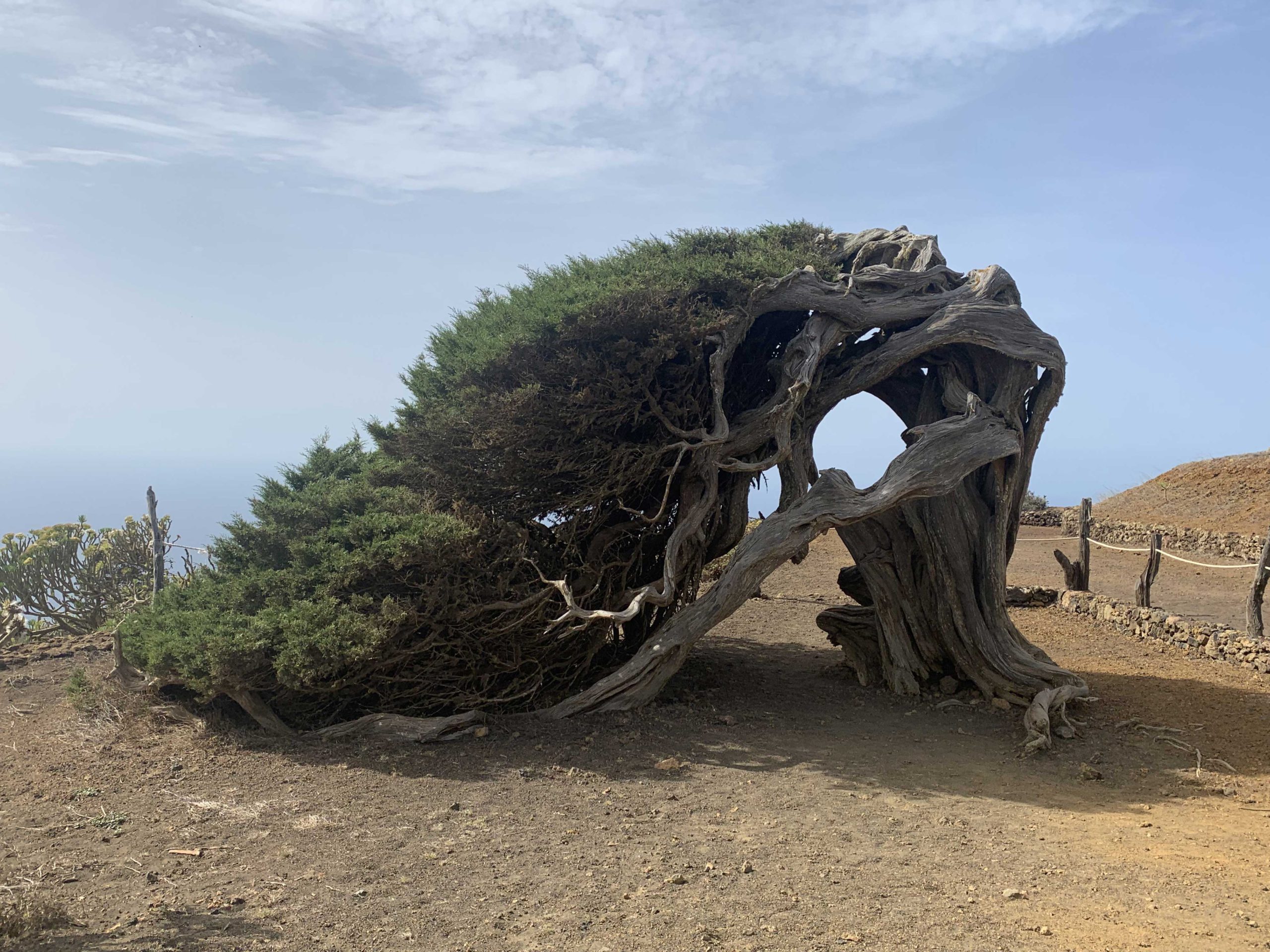 Garo El rbol Sagrado De El Hierro