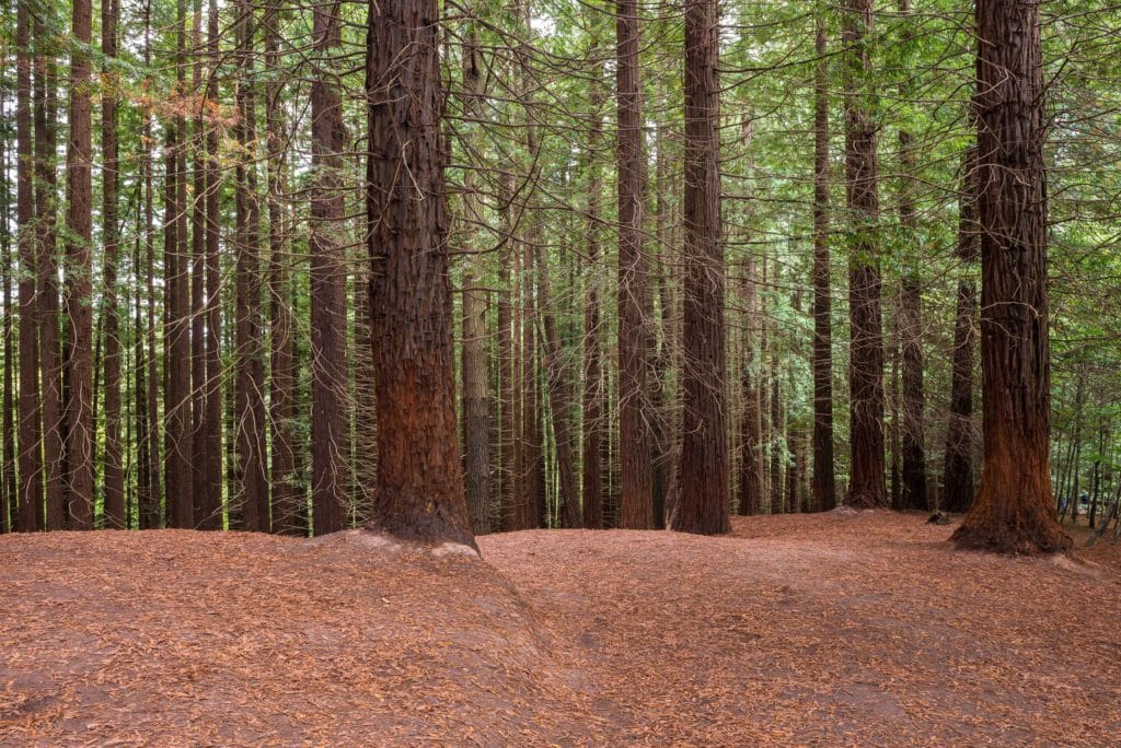 Bosque de Secuoyas de Cantabria