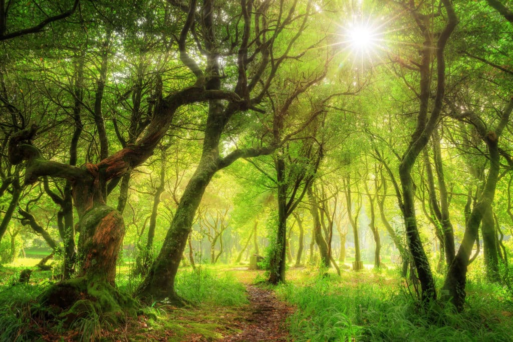 bosque laurisilva Madeira