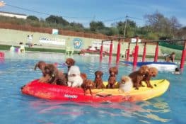 Un parque acuático solo para perros