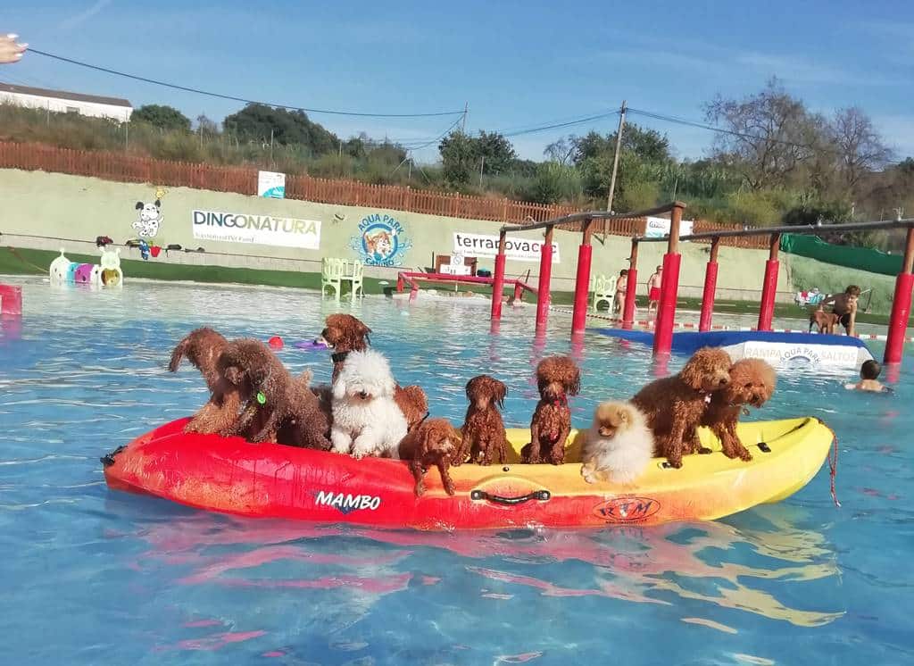 6 tipos de piscinas para perros