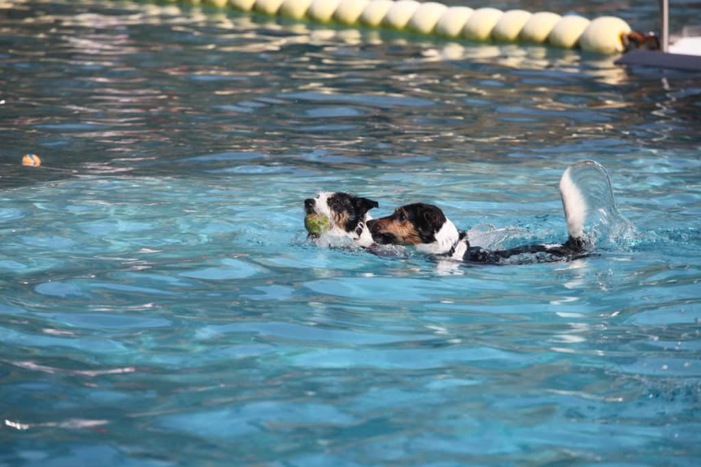 Piscina para perros