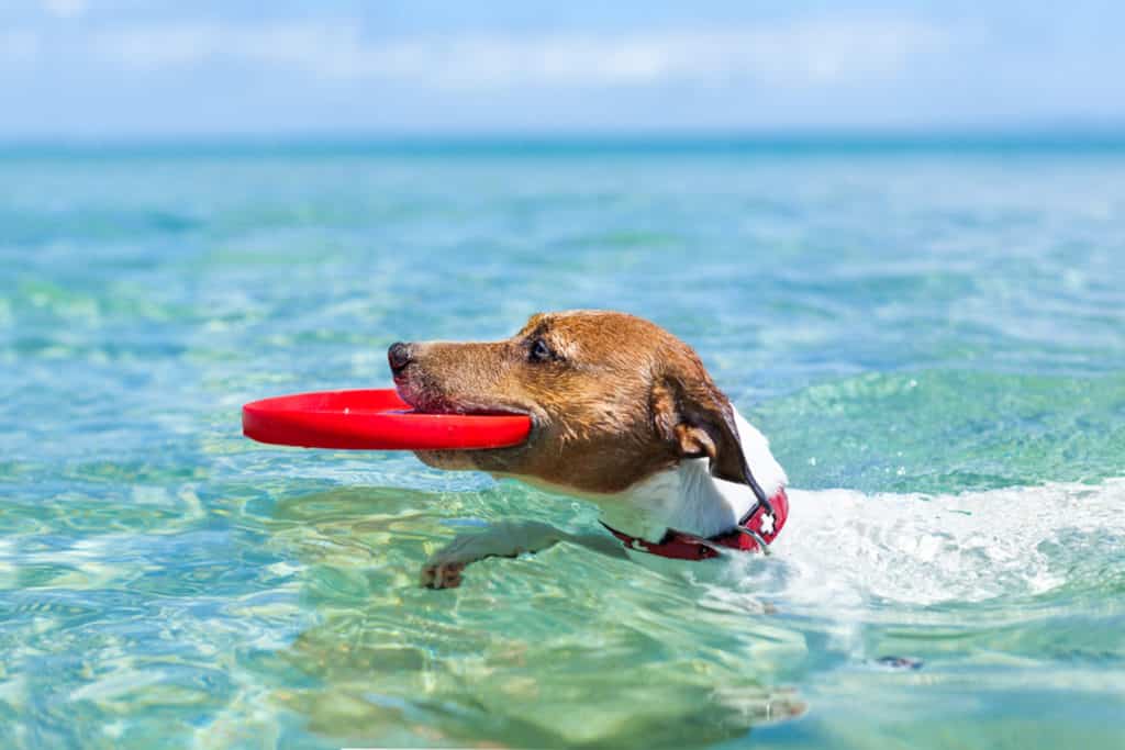 arena Misionero esposa 9 playas para ir con perros en España