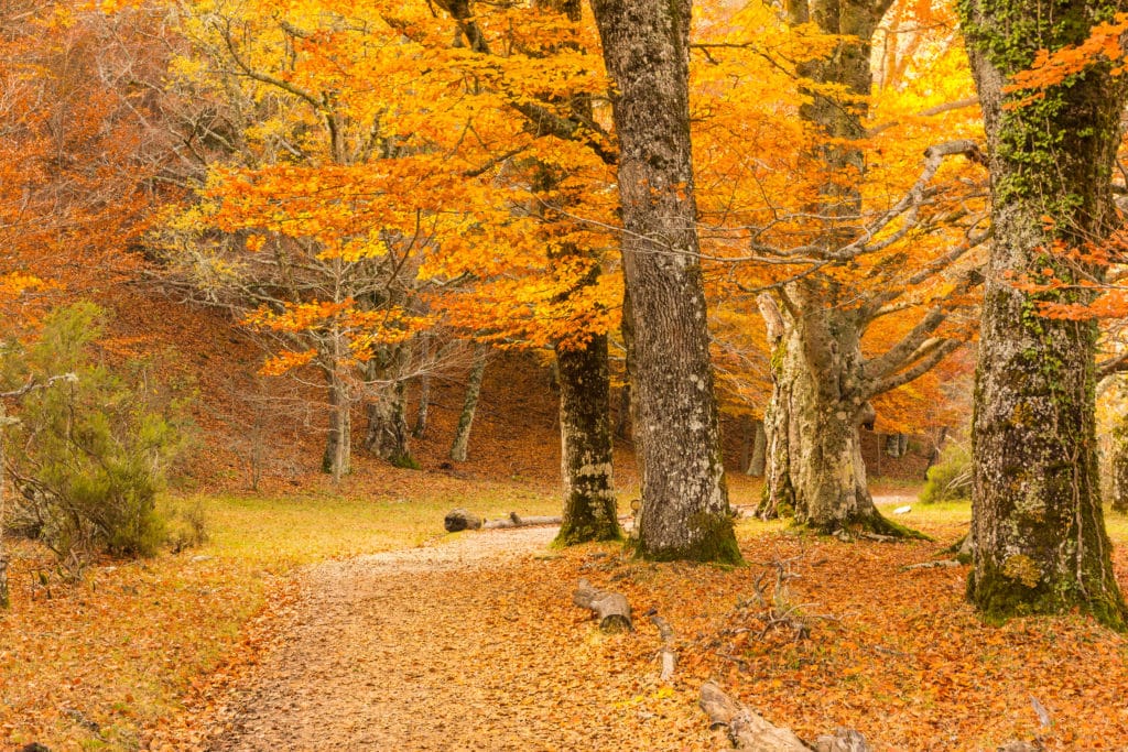 Hayedo de Montejo, bosques otoño
