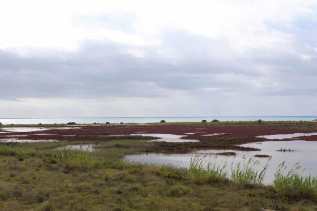 Delta del Llobregat