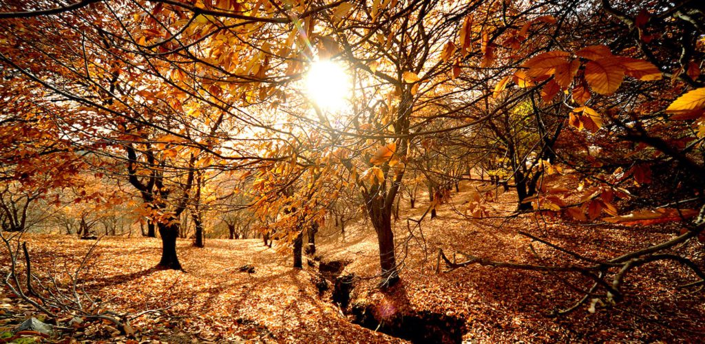 bosque de cobre