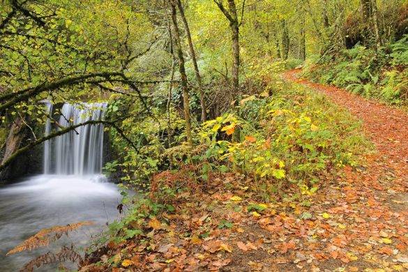 8 bosques otoñales donde podrían vivir elfos