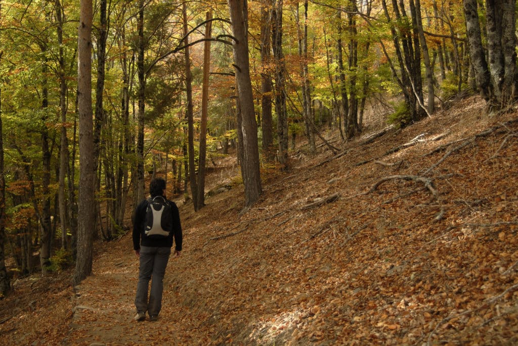 Bosque de La Tejera Negra en Otoño